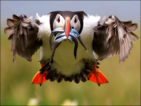 Birdguides鸟类摄影比赛作品之一（摄影：David Du Rose)