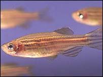 ज़ेबराफ़िश