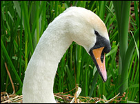 Mute swan