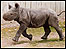 Zuri practising her rhino charges