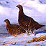 Activities Index (Image: Grouse)