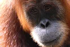 A Sumatran Orang-utan, courtesy of Sumatran Organ-utan Society. © Nick Tignonsini