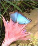 View of Stratford Butterfly Farm