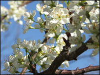 شکوفه های بهاری