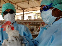 एक मुर्गी फ़ार्म में विशेषज्ञ