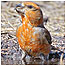 Woodland Index (Image: Crossbill)
