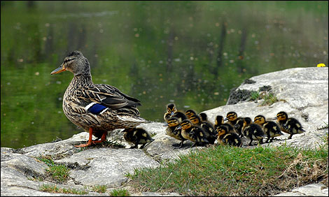Mother duck and her ducklings on the local pond. Picture sent in by Brian Gibson.