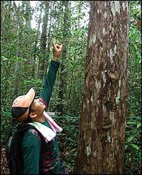 Pak Alim cùng đồng nghiệp đang nỗ lực khôi phục nguồn nước cho khu rừng đầm lầy