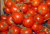 Tomatos