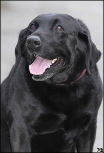 10 किलोग्राम वज़न कम करने वाला 'ऑस्कर'