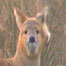 Water Deer