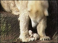 Filhote de urso no zoológico de Nuremberg