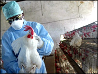 महाराष्ट्र में एक मुर्गी फ़ार्म