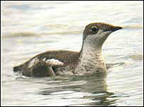 Long-billed murrelet in Dawlish (Mike Langman)