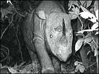 Rinoceronte de Borneo no vídeo