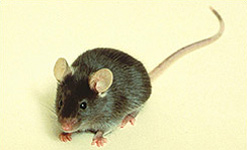 A brown mouse