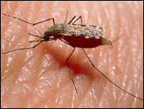 मच्छर