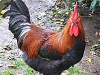 A chicken