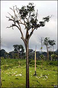 Gado pasta perto de onde a missionária Dorothy Stang foi morta
