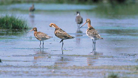 Black-tailed godwit