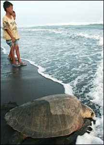 Hai cậu bé đứng xem rùa về với đại dương