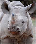 Zuri's horn is growing well