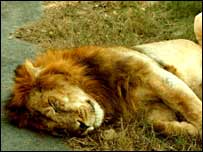 संकर प्रजाति के शेर