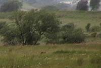 Ai cath fawr sydd yn y llun yma o ardal Porthmadog?