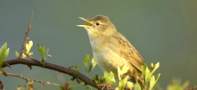 Grasshopper Warbler, copyright owned by RSPB.