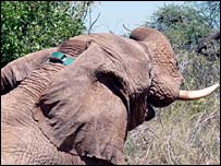 Elefante no Quênia (Foto: Save the Elephants, arquivo)