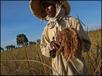 Trabalhador em colheita de arroz na Tailândia