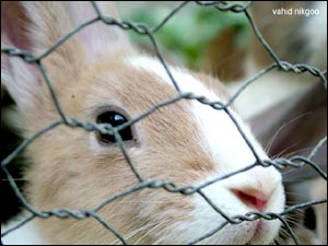 عکس از وحید نيک گو