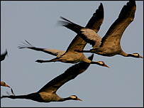 پرندگان مهاجر