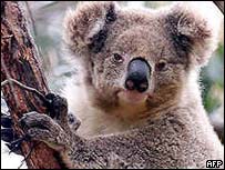 Coalas estão sendo vítimas de seu próprio aumento populacional