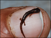 Salamandra "anã" (Foto: A. Monro)