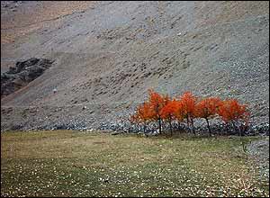 عکس از محمدرضا راشد