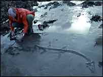 fóssil encontrado em Somerset