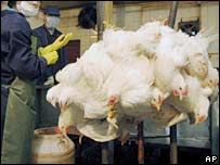 برڈ فلو کے خدشے سے ایک ہی دن میں ساٹھ لاکھ مرغیاں مار دی گئیں