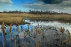 Sutton Fen