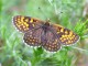 A Heath Fritilary butterfly. © Caroline Bulman