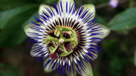 Blodyn y Dioddefaint