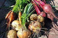 Home-grown vegetables