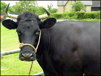Cambridgeshire County Show