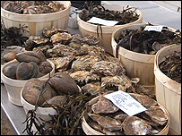 The world's your oyster!