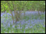 Bluebells