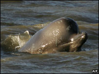 Baleia nada no rio Tâmisa, no centro de Londres