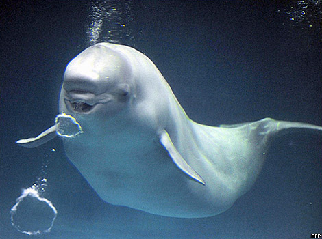 A beluga whale blows a bubble ring