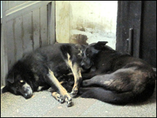 Собаки в метро