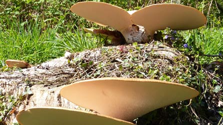 Cyfrwy cennog  [Polyporus squamosus]