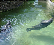 Seals, Ed and Mando, enjoy a swim